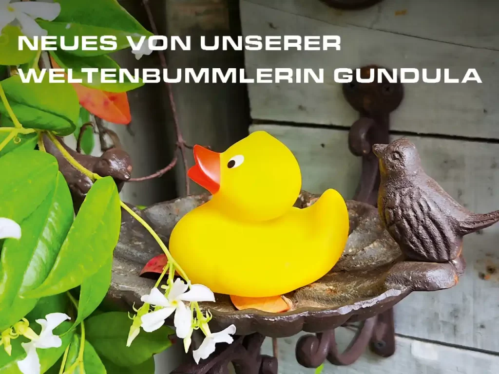 Gelbe Quietscheente in einer Vogeltränke. Text: Neues von unserer Weltenbummlerin Gundula.